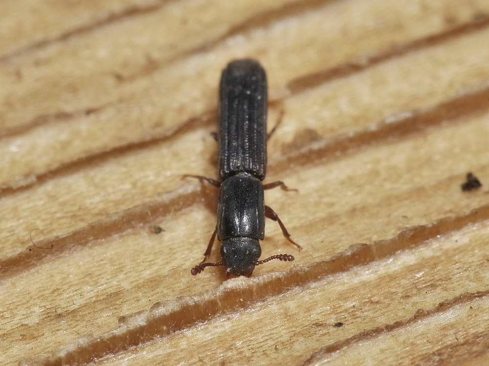 Colydium elongatum (cf.) (Zopheridae)